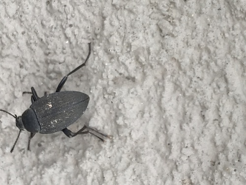 Plains False Wireworm Beetle photo 5