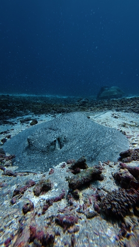 Urogymnus asperrimus observed 2026-10-10