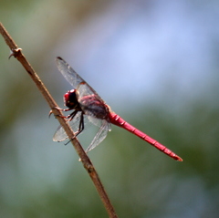 Orthemis schmidti