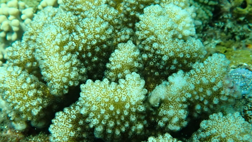 Pocillopora verrucosa observed 2026-10-12