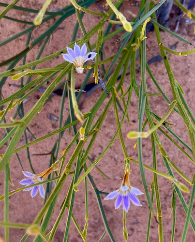 Scaevola depauperata, 2026-10-07