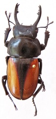 Neolucanus fuscus