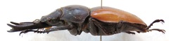 Neolucanus fuscus