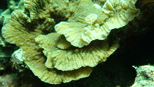 Merulina scabricula observed 2026-10-12