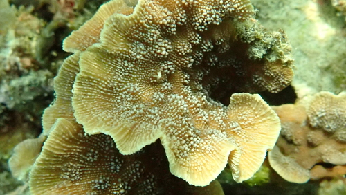 Echinopora lamellosa observed 2026-10-12