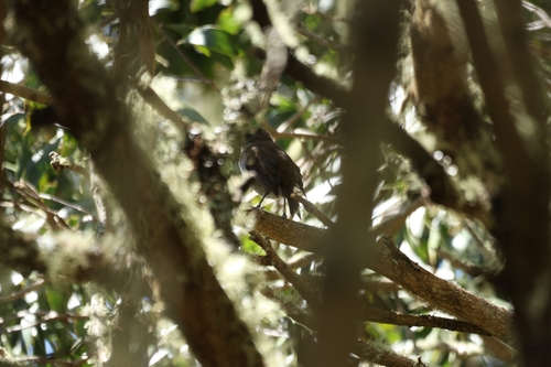 Myadestes obscurus observed 2026-10-11