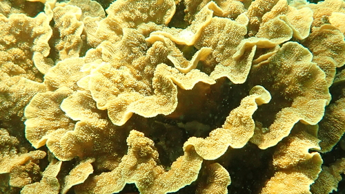 Echinopora lamellosa observed 2026-10-12