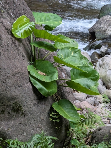 Scindapsus, 2026-10-04