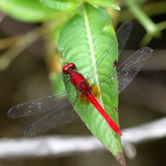Erythrodiplax castanea