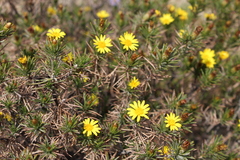 Fluminaria pinifolia