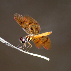 Perithemis lais