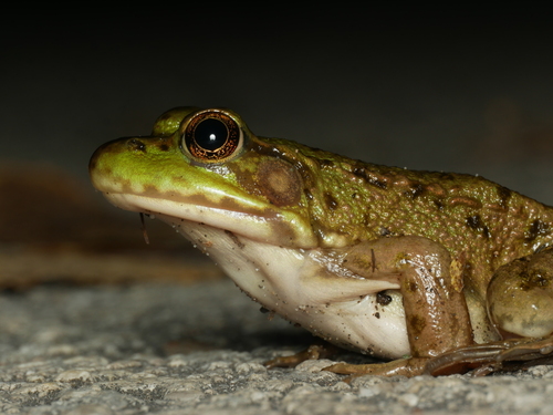 Green Frog