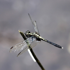 Erythrodiplax basalis