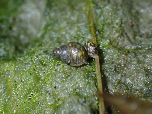 Littorina saxatilis, 2026-10-11