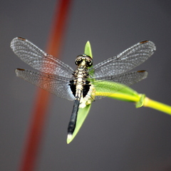 Erythrodiplax basalis
