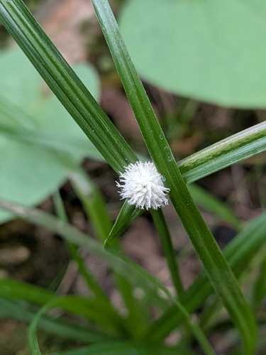 Cyperus mindorensis observed 2026-10-04