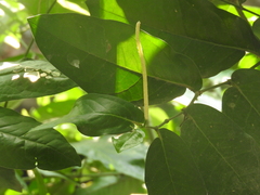 Piper tuberculatum