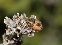 Dolycoris baccarum