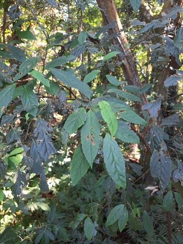 Maesa perlaria observed 2026-10-13