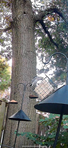 Downy Woodpecker