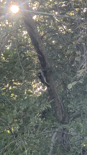 Downy Woodpecker