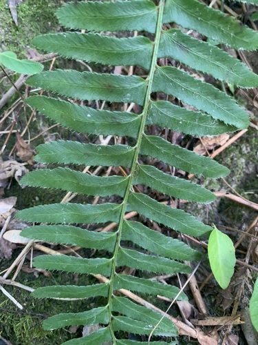 Christmas fern