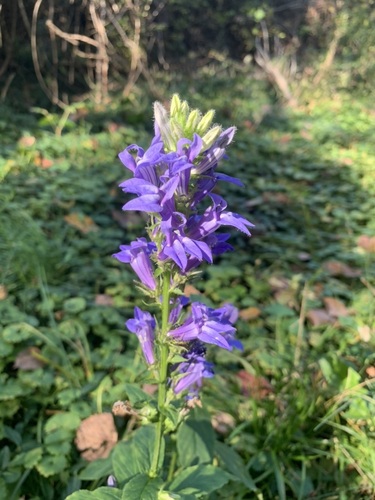 great blue lobelia