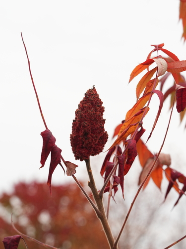 staghorn sumac