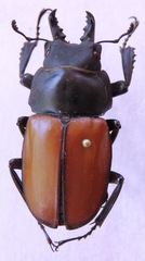Neolucanus vicinus