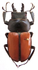 Neolucanus vicinus