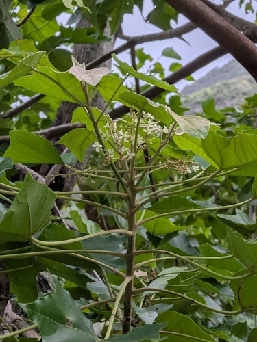 Aleurites moluccanus observed 2026-10-04