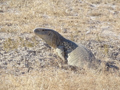 Varanus albigularis angolensis