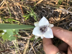 Calochortus elegans elegans