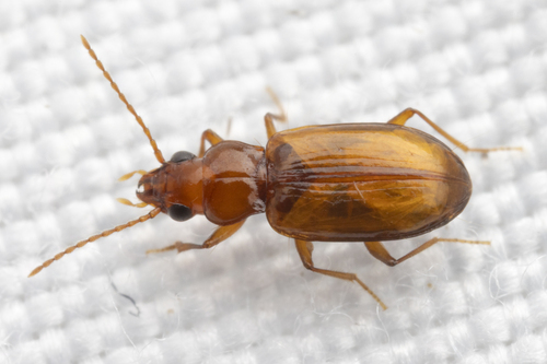 Elaphropus conjugens