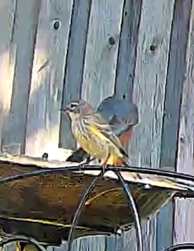 Yellow-rumped Warbler