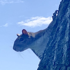 Sciurus carolinensis