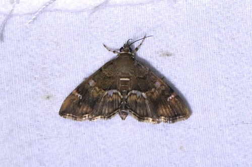 Spotted Beet Webworm Moth