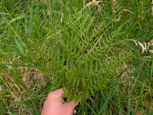 Pteridium, 2026-10-11