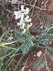 Sophora nuttalliana