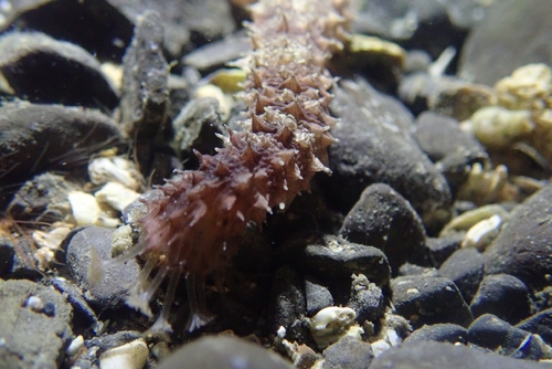 Holothuria impatiens observed 2026-09-26