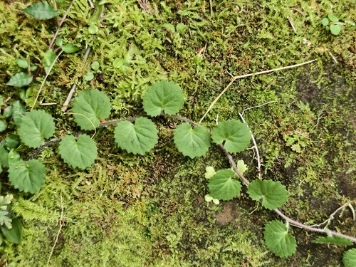 Lobelia nummularia observed 2026-10-13