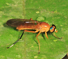 Ptecticus testaceus