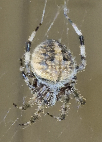 Spotted Orbweaver