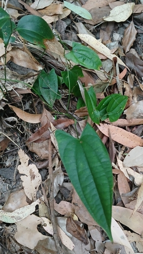 Dioscorea transversa observed 2026-10-13