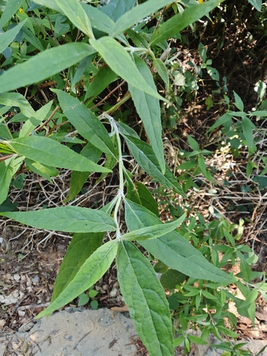 Buddleja asiatica observed 2026-10-13
