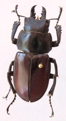 Neolucanus vicinus