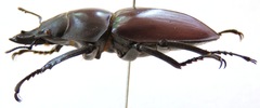 Neolucanus vicinus