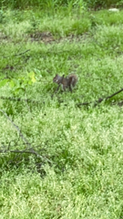 Sciurus carolinensis