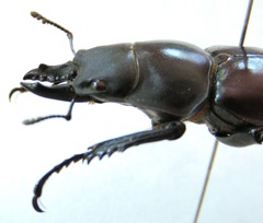 Neolucanus vicinus