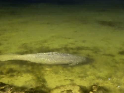 Manatí­ del Caribe observed by jamin1